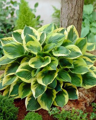 Kuunlilja Twilight 5 kpl