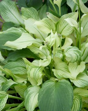 Kuunlilja White Feather 3 kpl