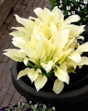 Kuunlilja White Feather 3 kpl