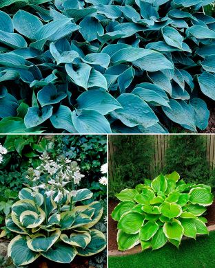 Kuunlilja mix 13 kpl