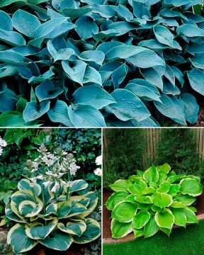 Kuunlilja mix 13 kpl