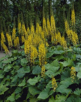 Rakettinauhus The Rocket 3 kpl