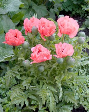 Tarhaidänunikko Pink Pearl 3 kpl