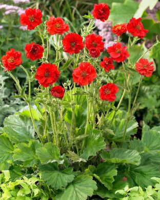 Punakellukka Mrs Bradshaw 5 kpl