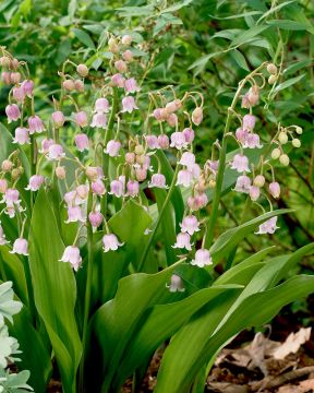 Jalokielo vaaleanpunainen 5 kpl