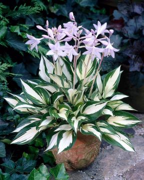 Kuunlilja Fire and Ice 3 kpl