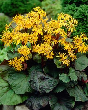 Kallionauhus Desdemona 3 kpl