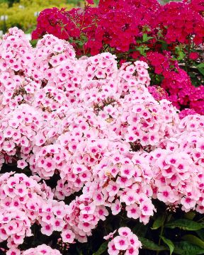 Syysleimu Bright Eyes 3 kpl