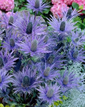 Alppipiikkiputki Blue Star 3 kpl