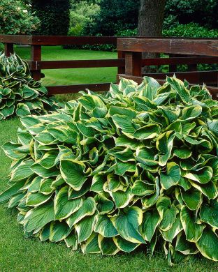 Kuunlilja Aureomarginata 10 kpl