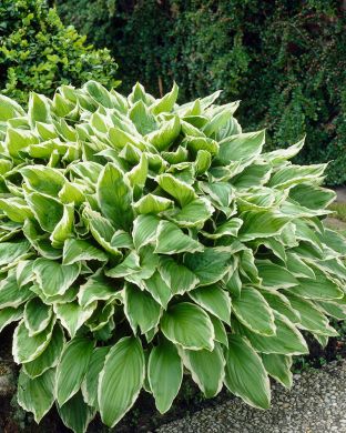 Kuunlilja Albomarginata 3 kpl