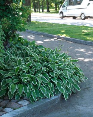 Kuunlilja Albomarginata 3 kpl