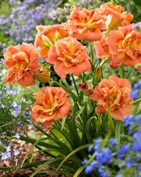 Päivänlilja Congo Coral 3 kpl