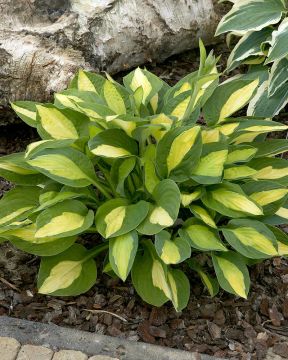 Kuunlilja Gypsy Rose 3 kpl