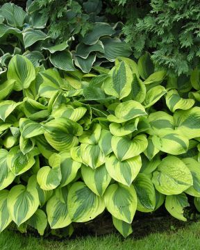 Kuunlilja Moon Split 3 kpl