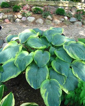 Jättikuunlilja Wu-La-La 3 kpl