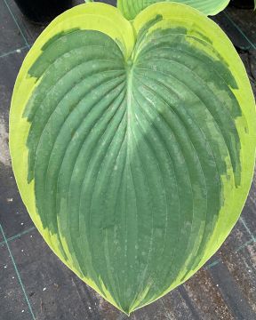 Jättikuunlilja Wu-La-La 3 kpl