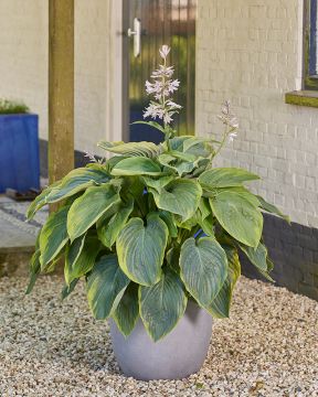 Jättikuunlilja Wu-La-La 3 kpl