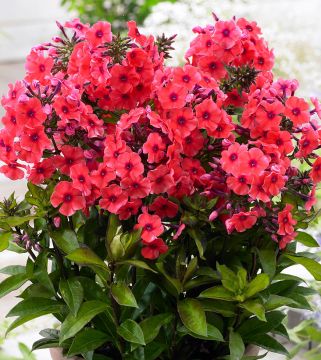 Syysleimu Tequila Sunrise 5 kpl