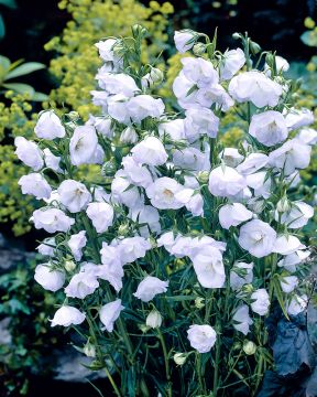 Kerrattu kurjenkello La Bello 3 kpl