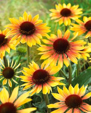 Tarhapunahattu Evening Glow 3 kpl