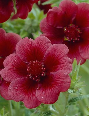 Meksikonhanhikki 3 kpl