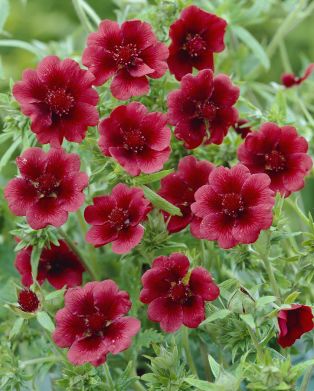 Meksikonhanhikki 3 kpl