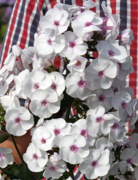 Syysleimu Ice Cream 5 kpl