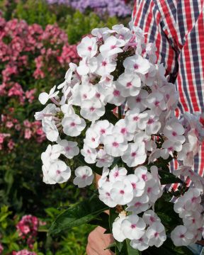 Syysleimu Ice Cream 5 kpl