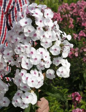 Syysleimu Ice Cream 5 kpl