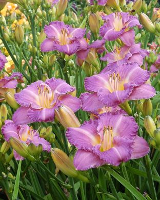 Päivänlilja Entrapment 3 kpl