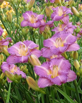 Päivänlilja Entrapment 3 kpl