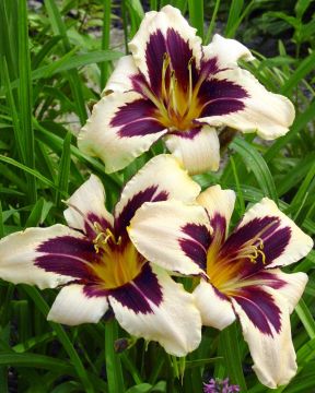 Päivänlilja Wild Horses 3 kpl