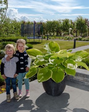 Kuunlilja Winter Snow 3 kpl