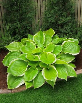 Kuunlilja Winter Snow 3 kpl