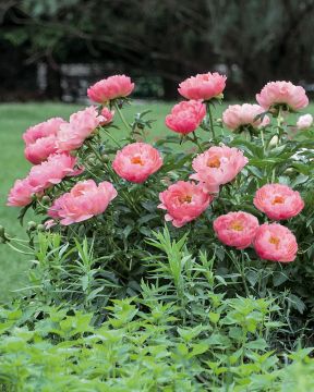 Kiinanpioni Coral Sunset