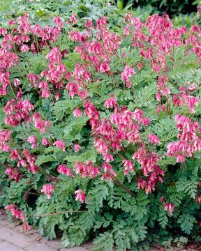 Purppurapikkusydän Luxuriant 3 kpl