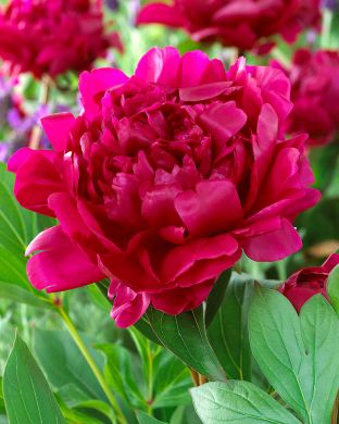 Kiinanpioni Felix Crousse 