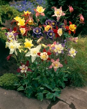 Jaloakileija mix 10 kpl