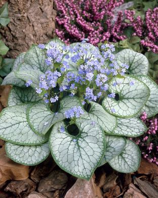 Rotkolemmikki Jack Frost 3 kpl