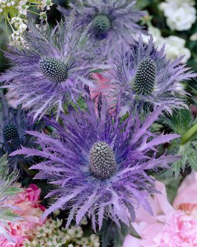 Komeapiikkiputki Donard 5 kpl