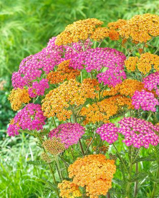 Punakärsämö mix 5 kpl