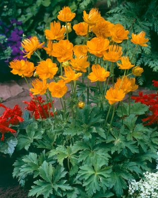 Kesäkullero Golden Queen 3 kpl