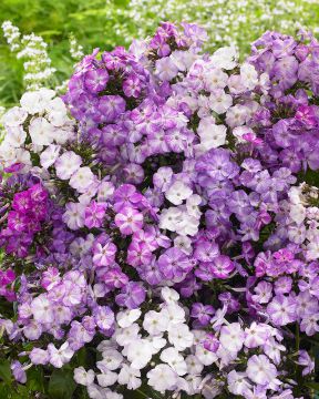 Syysleimu Freckle Blue 5 kpl