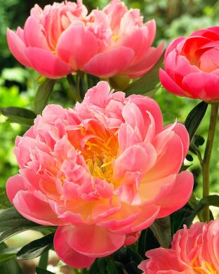 Pioni Pink Hawaiian Coral