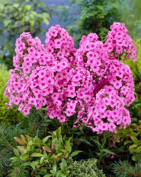 Syysleimu Eden´s Crush 3 kpl