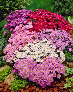 Reunusasteri mix 6 kpl