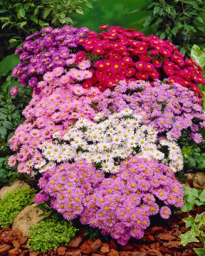 Reunusasteri mix 6 kpl