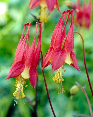 Kanadanakileija Little Lanterns 3 kpl