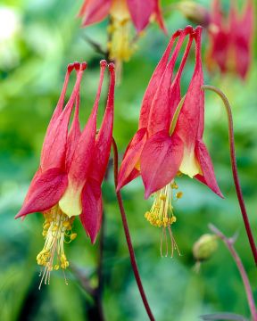 Kanadanakileija Little Lanterns 3 kpl